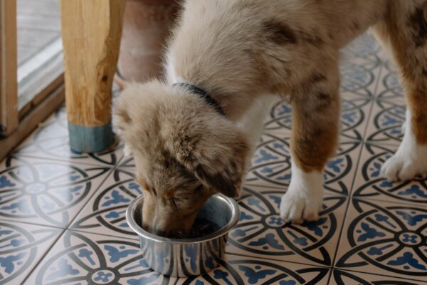 Hrana uscată pentru câini: cum să o alegi pe cea mai bună
